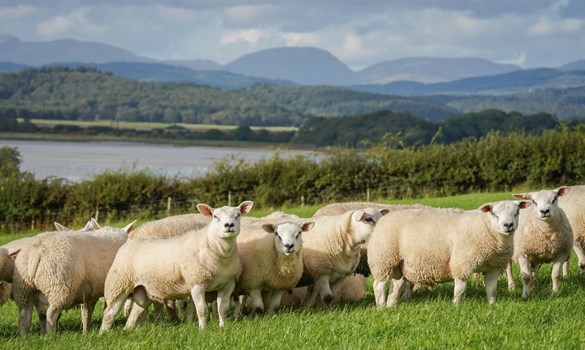 Herd of Texel lambs on a hillside.